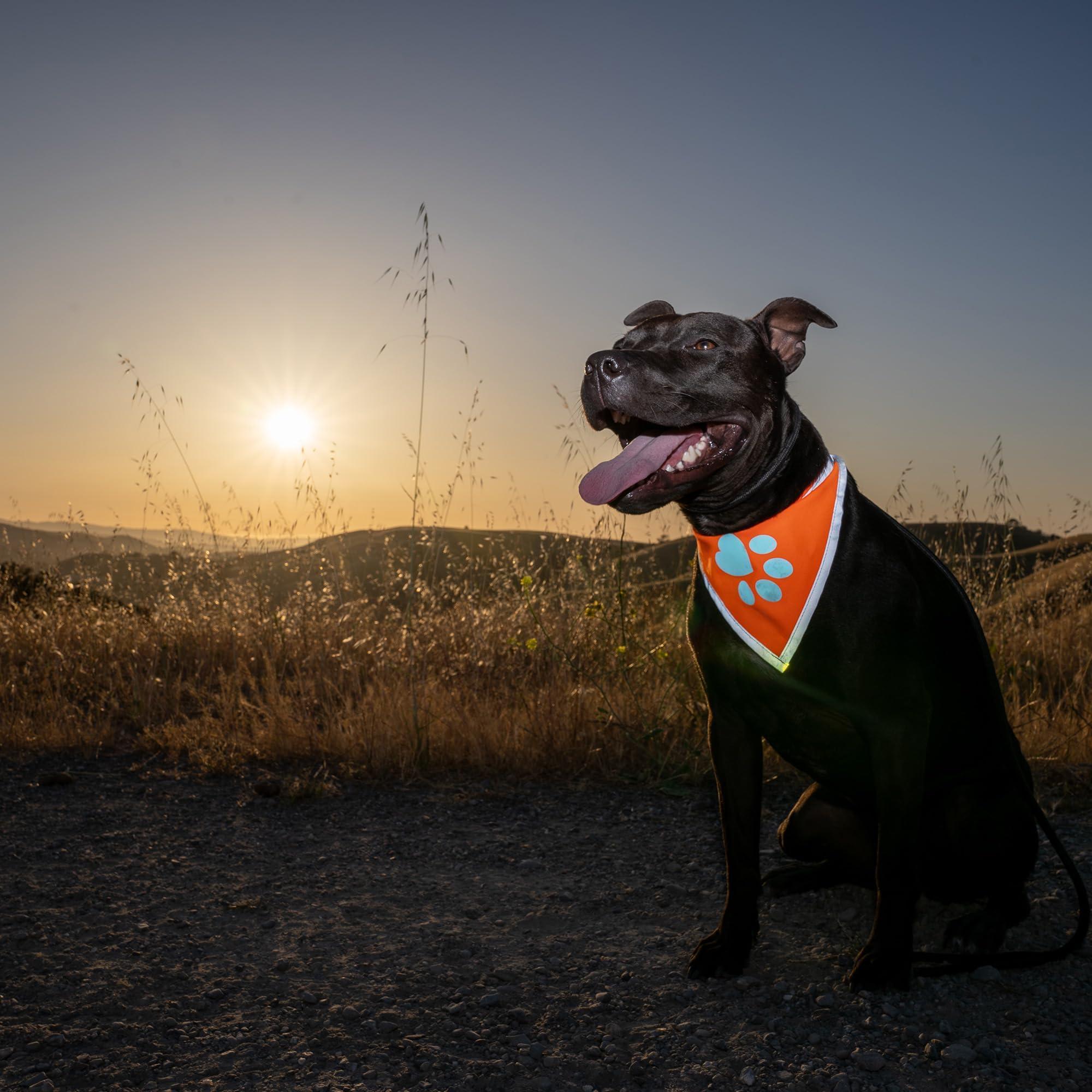 Reflective Dog Bandana Hi-Vis 24.5 in Chest x 22 in Neck Orange