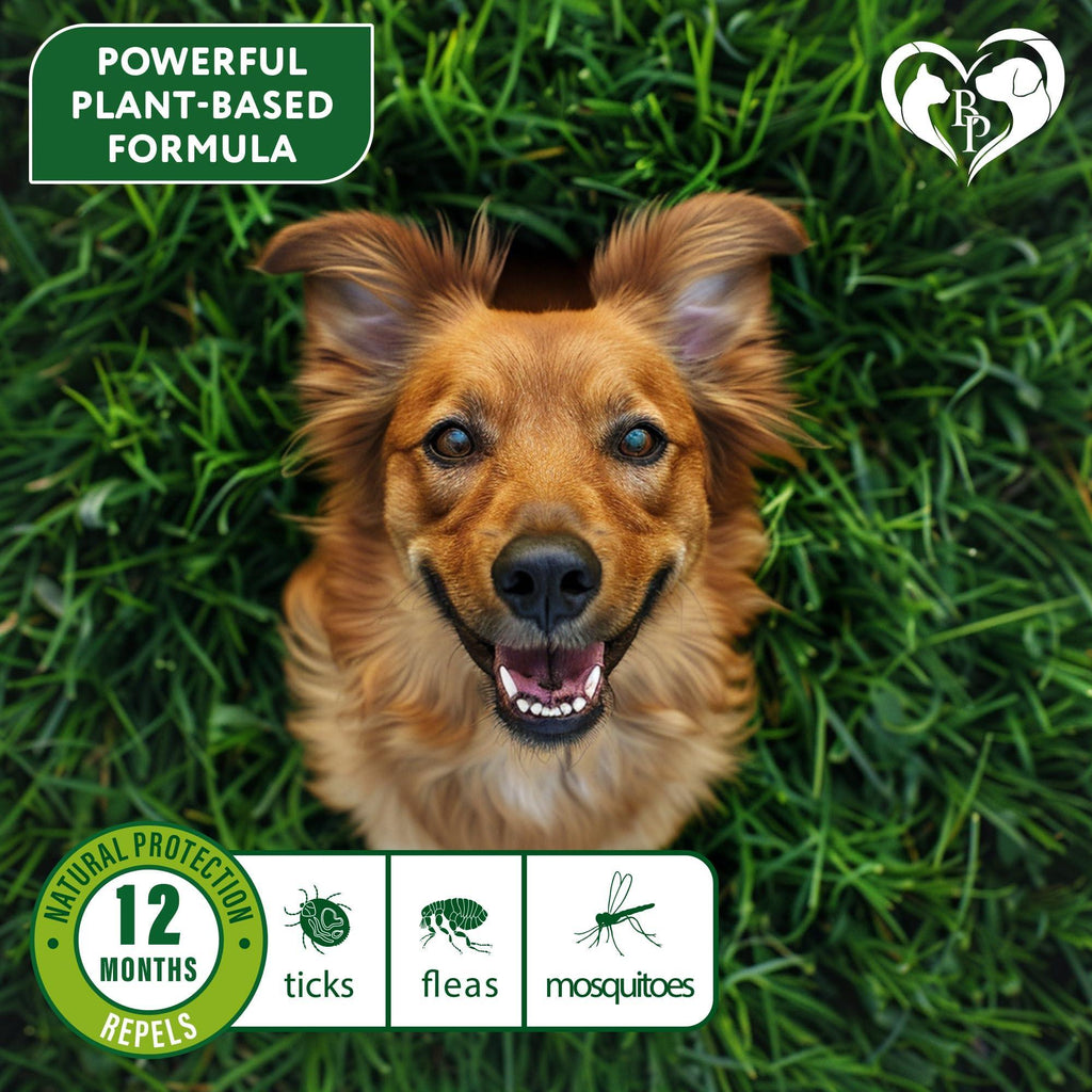 Flea & Tick Collar for Dogs 6-Month Protection Essential Oil 2 Count