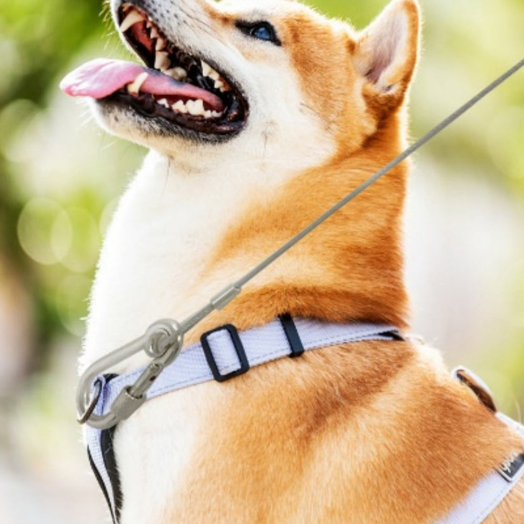 Extended Dog Leash Stainless Steel Dog Chain