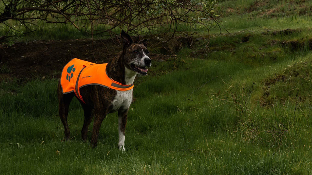 Waterproof Softshell Dog Vest Hi-Vis 36.75 in Chest x 23 in Neck Orange