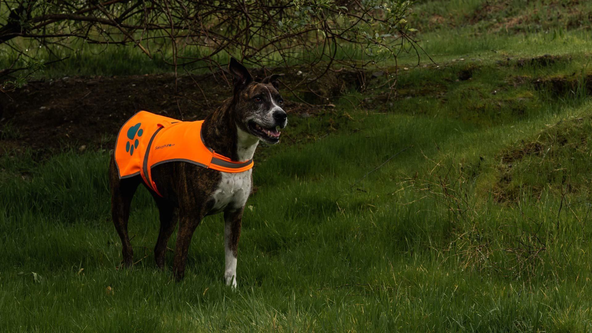Waterproof Softshell Dog Vest Hi-Vis 36.75 in Chest x 23 in Neck Orange