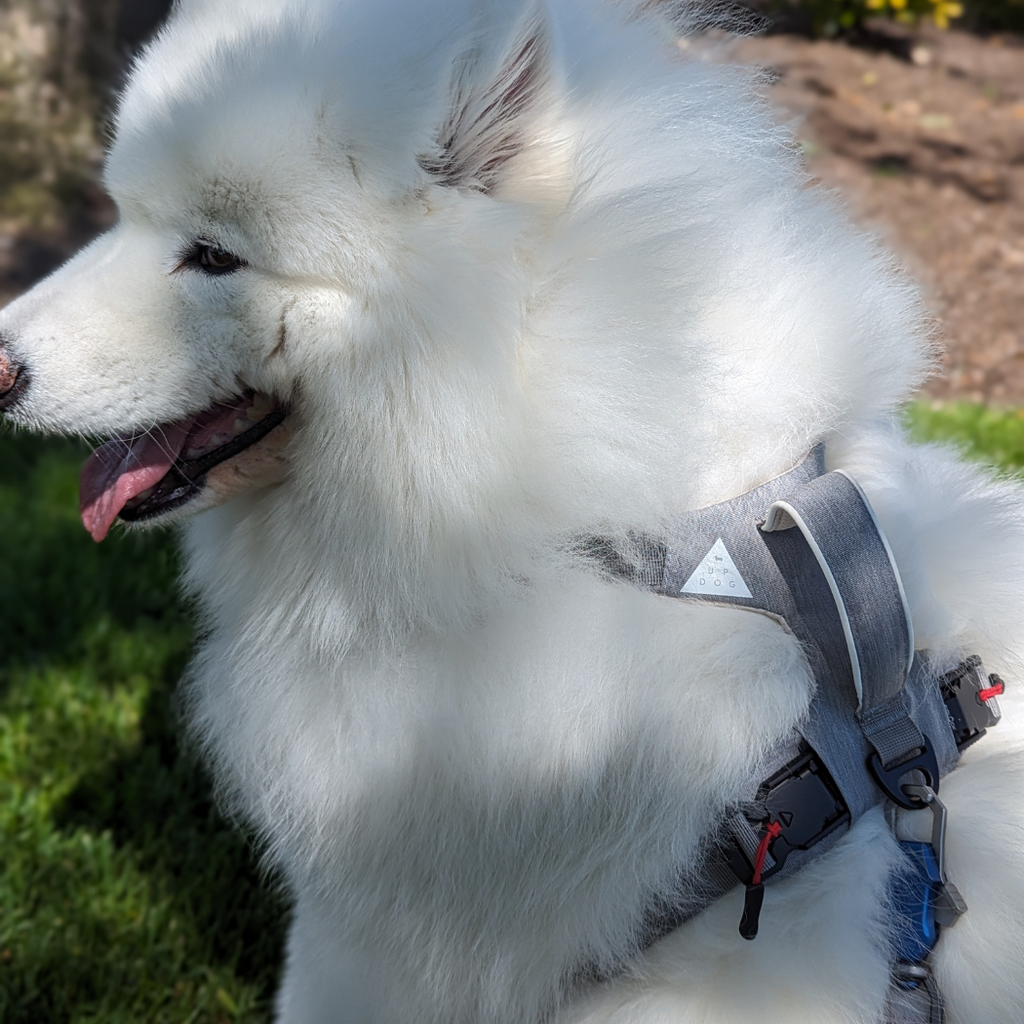 Magnetic Dog Harness with Handle - Easy On, No-Pull Design