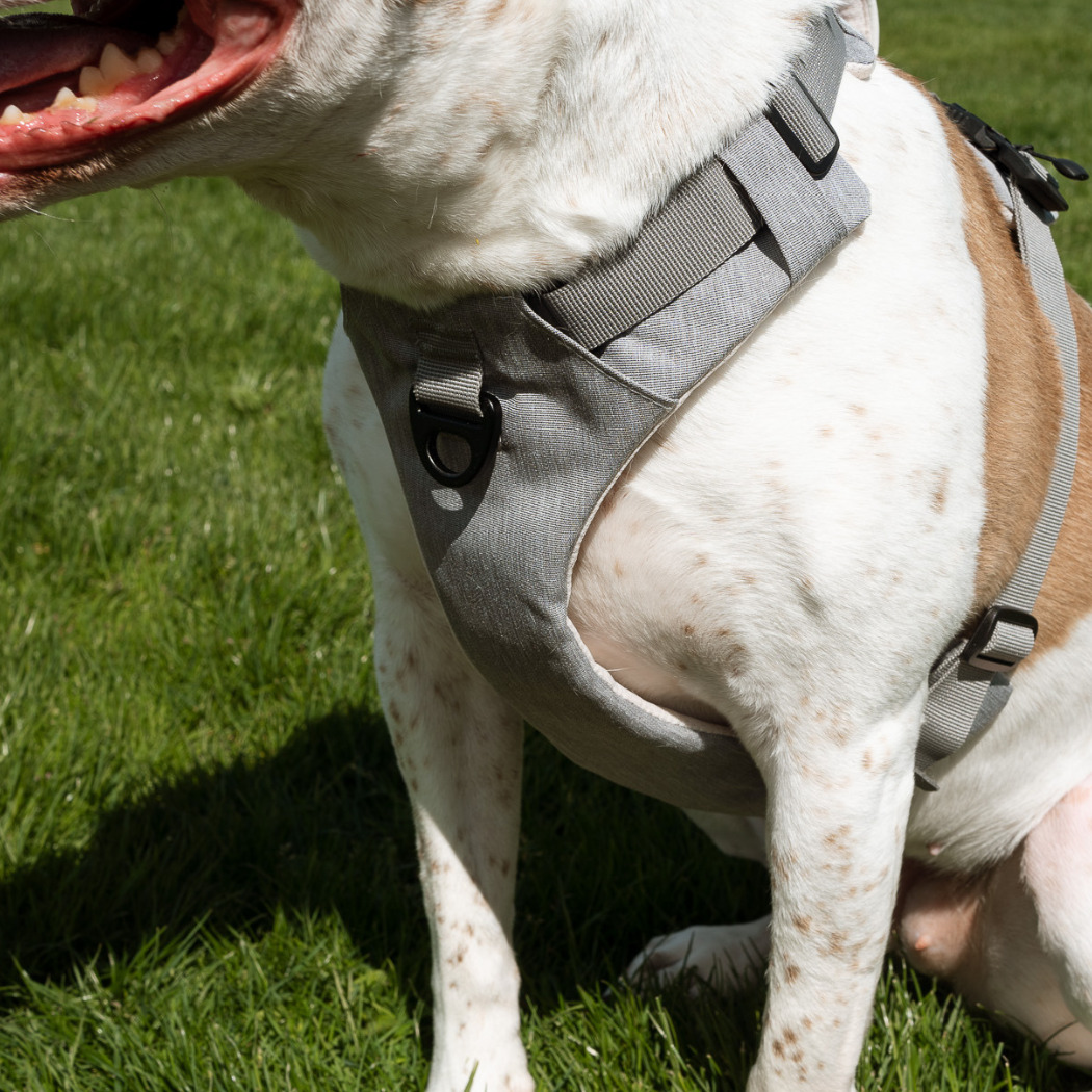 Magnetic Dog Harness with Handle - Easy On, No-Pull Design