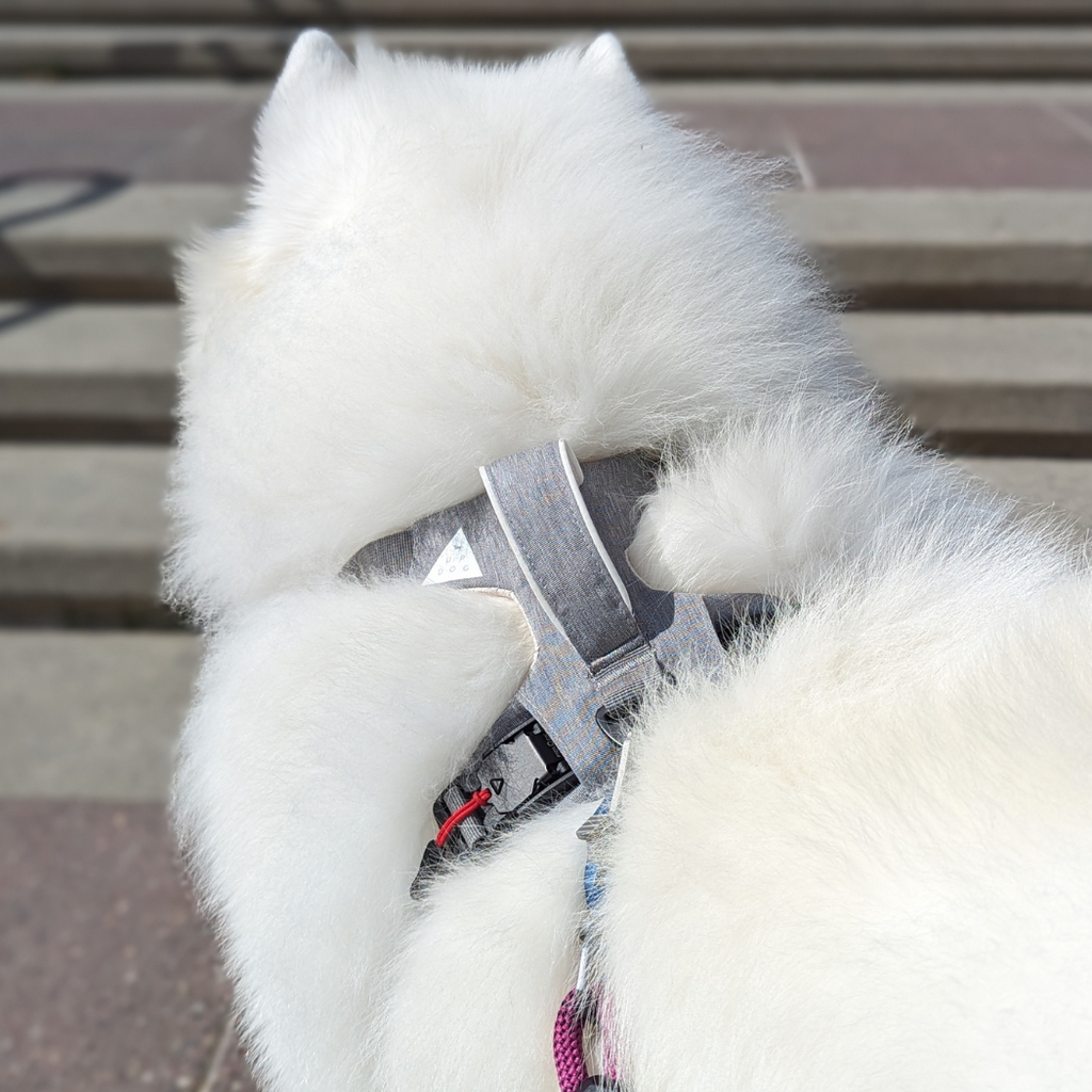 Magnetic Dog Harness with Handle - Easy On, No-Pull Design