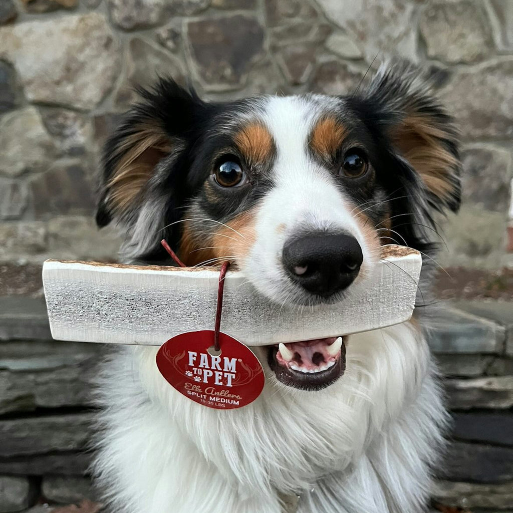 Elk Antler Dog Chews | All-Natural Whole and Split Elk Antler Chews for Dogs