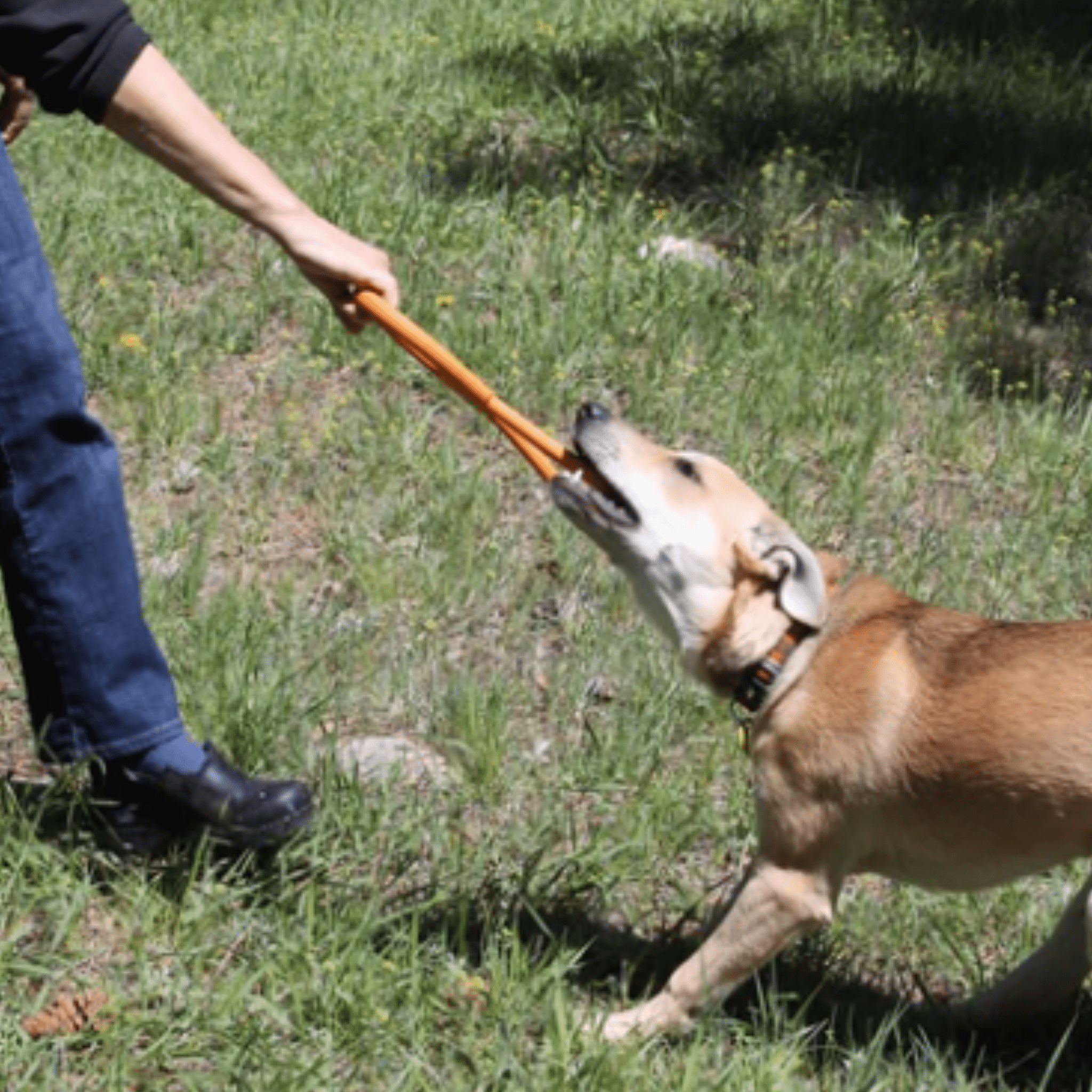 Chew Toys