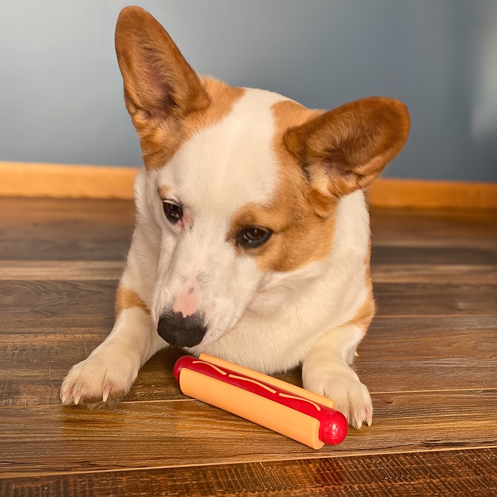 Chew Toys