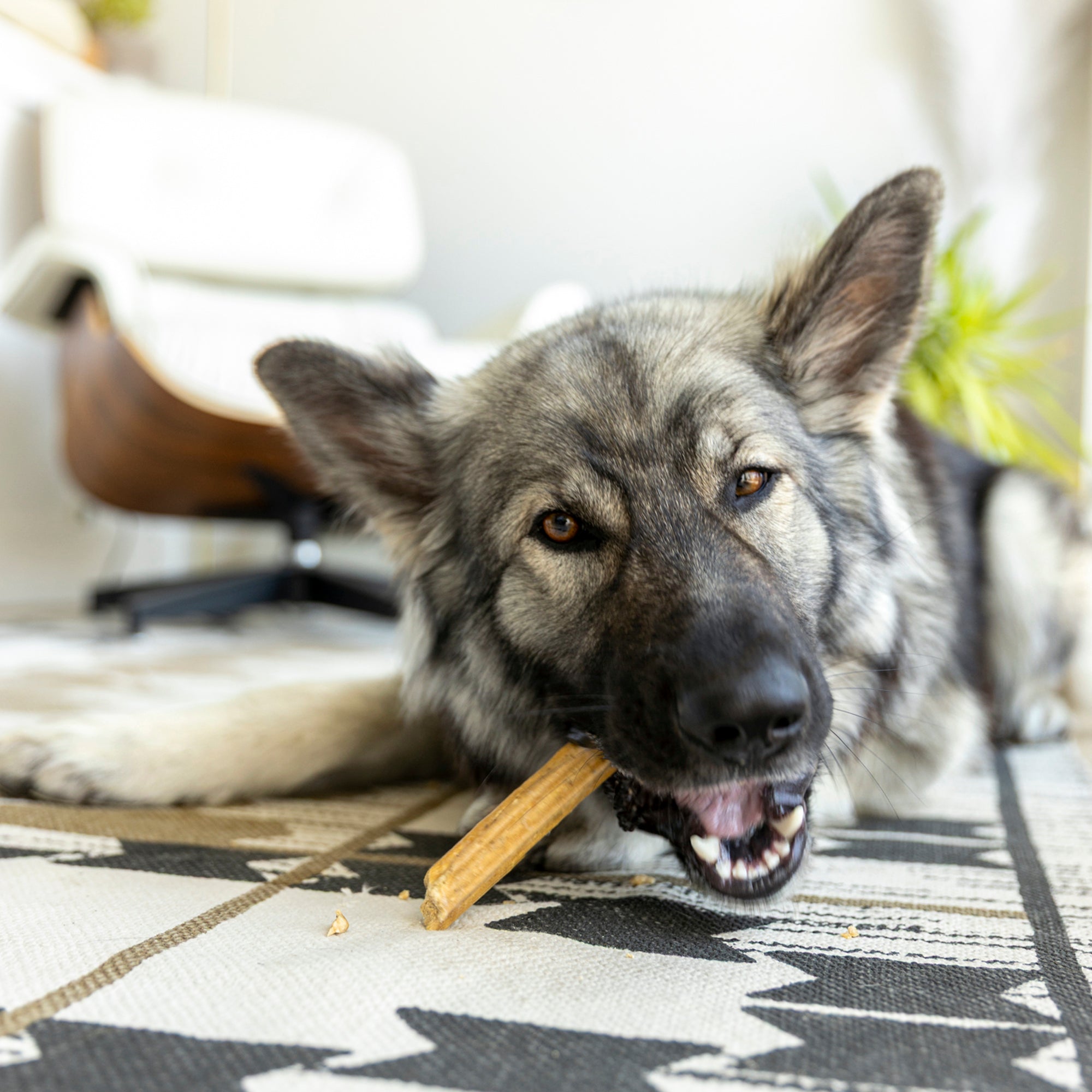 Natural Dental Sticks Large