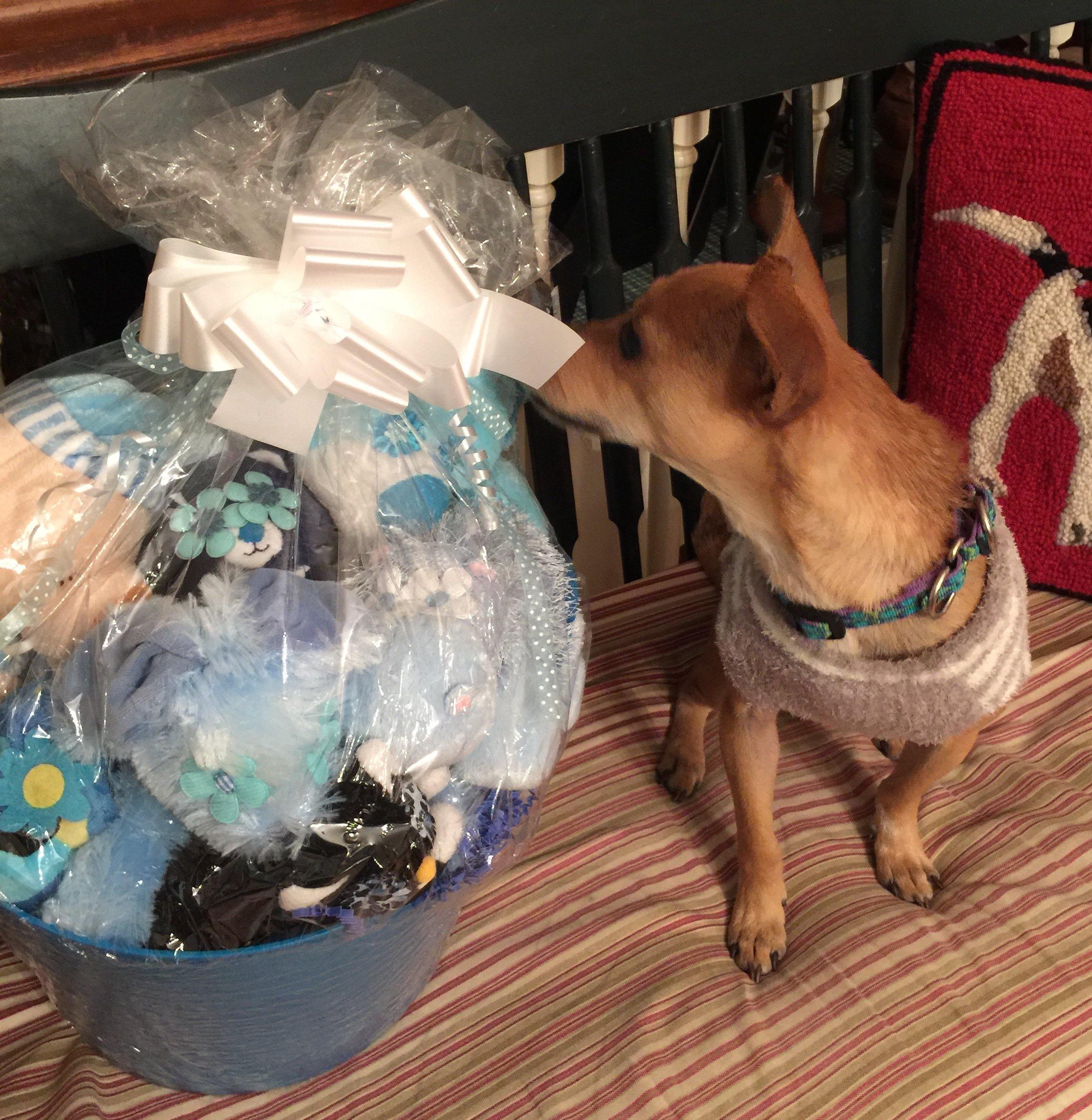 Boy-oh-Boy SQUEAKY Gift Basket for Dogs & Puppies: 3 Sizes