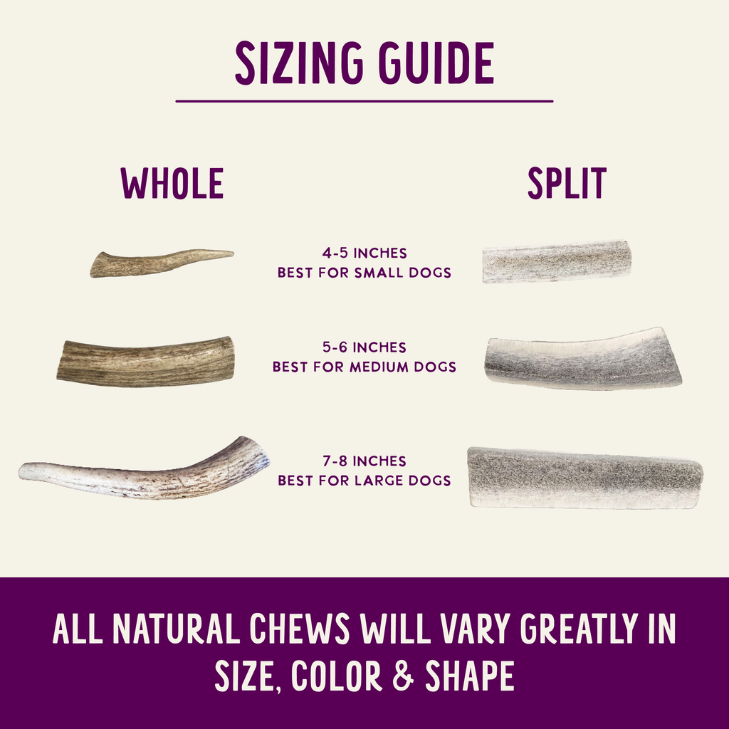 Natural Elk Antlers - Whole