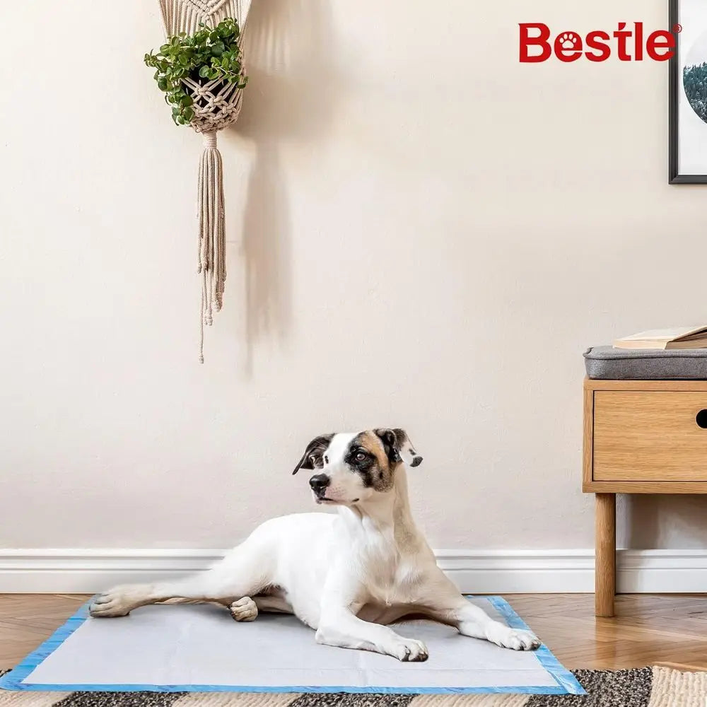 Extra Large Pet Training Pads 40 Count Absorbent Leak Proof