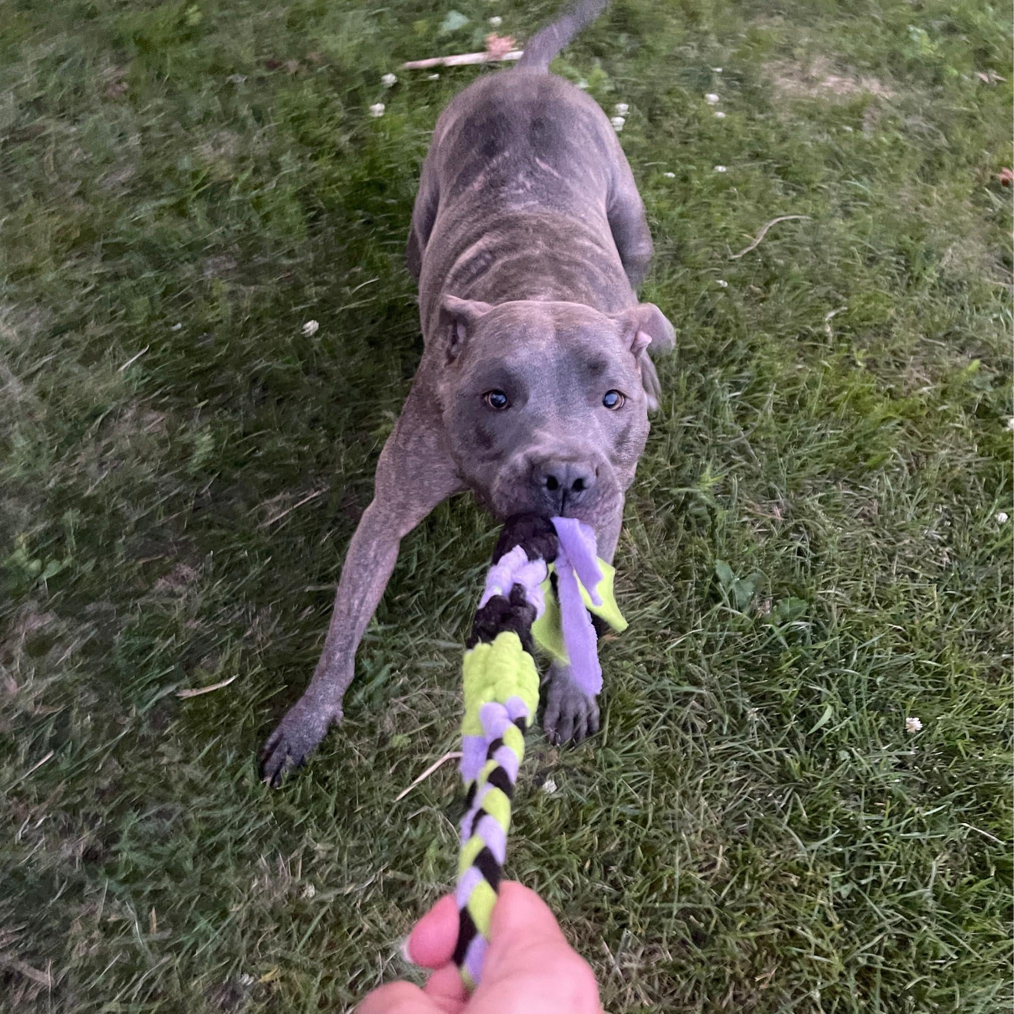 Interactive Tug & Treat-Dispenser Toy for Dogs Teething Relief Lavender