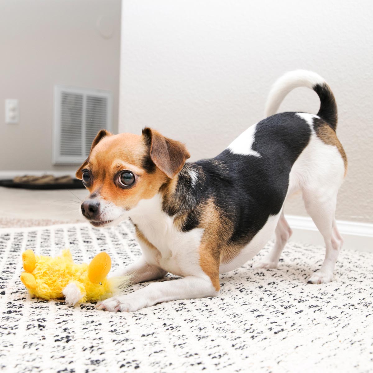 X-Small Plush Dog Toys – Stuffing-Free, Soft Cuddle Toy with Removable and Extra Squeaker for Small Dogs