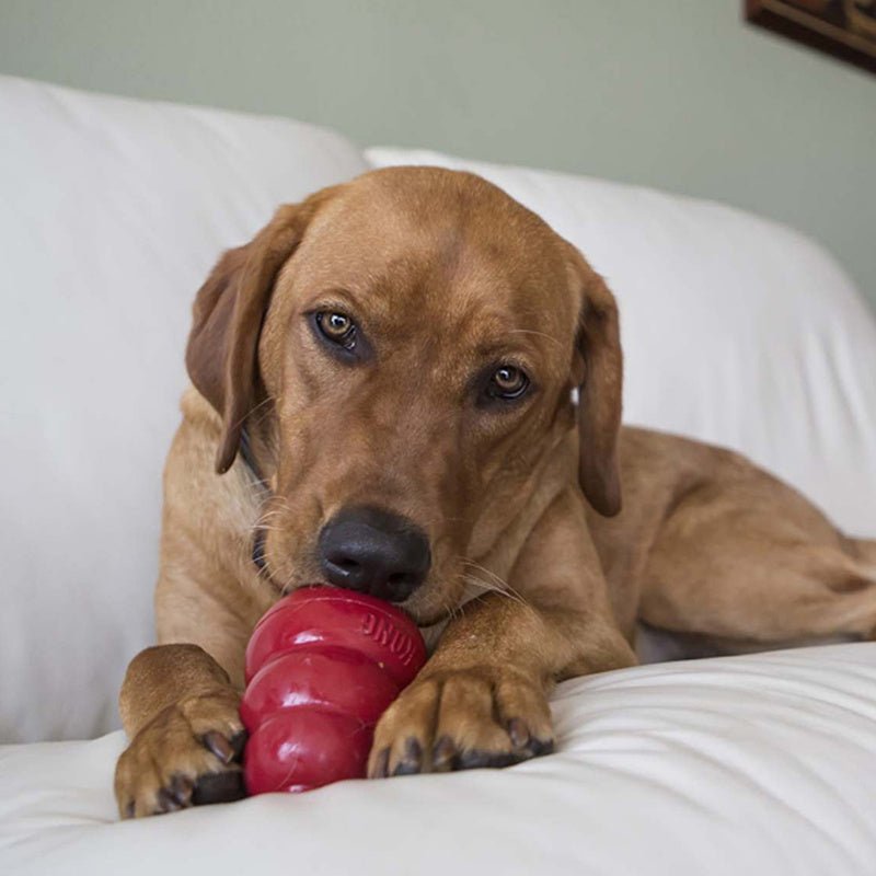 KONG Holiday Easy Treat® Turkey & Sweet Potato – Stuffable Dog Treat, Low-Calorie, Perfect for KONG Toys