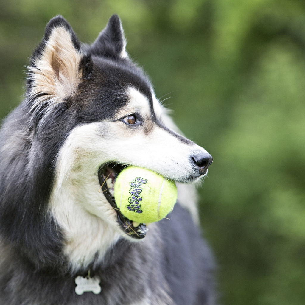 SqueakAir® Ball – Durable Squeaker Tennis Ball Dog Toy