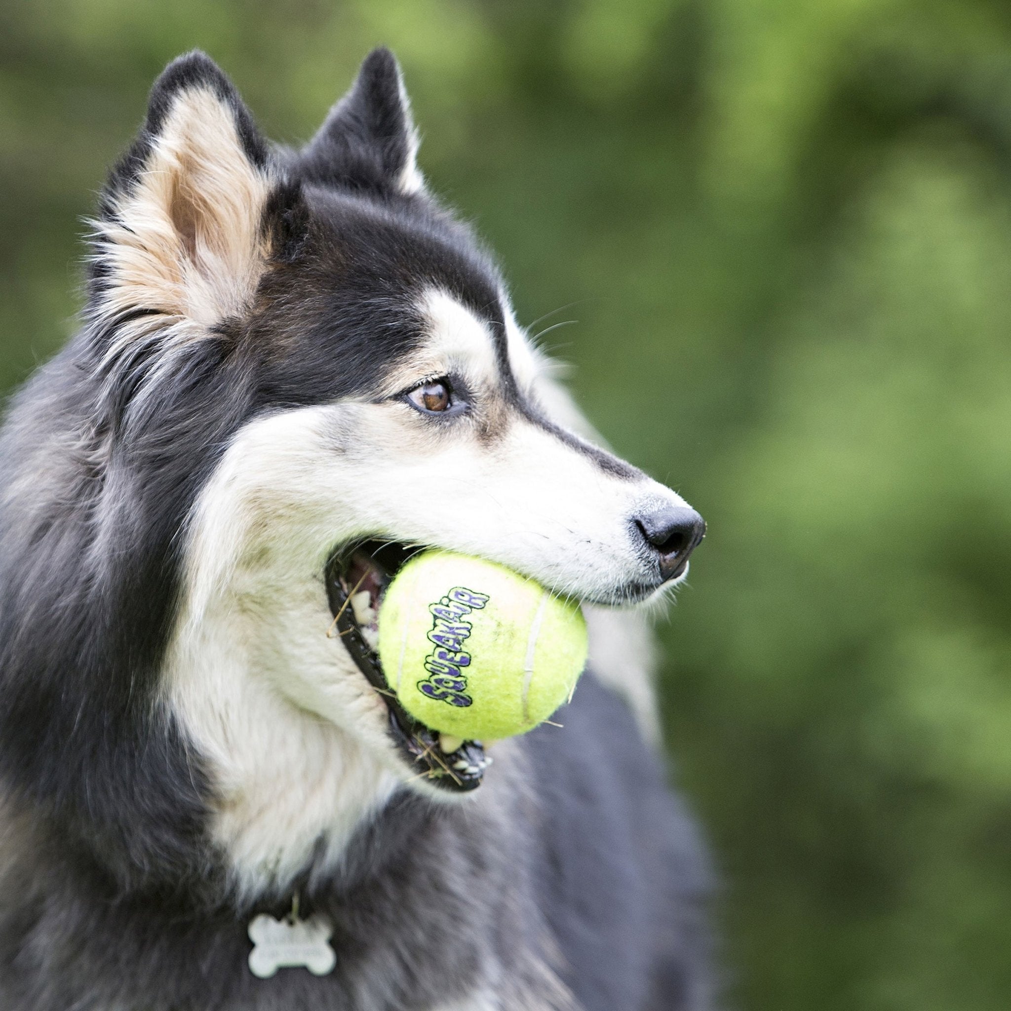 SqueakAir® Ball – Durable Squeaker Tennis Ball Dog Toy