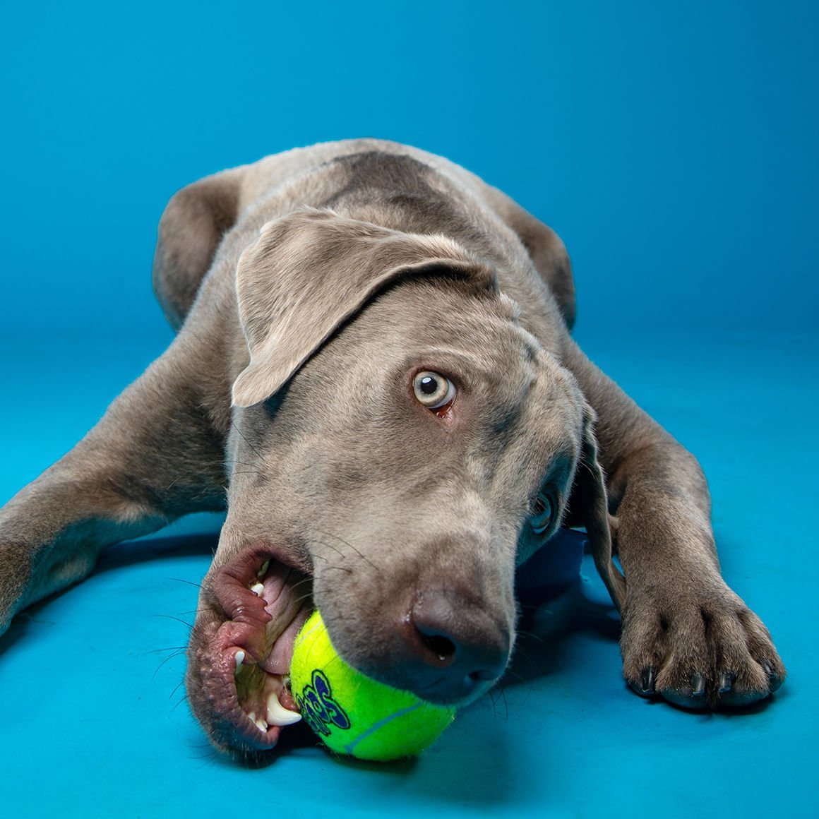 SqueakAir® Ball – Durable Squeaker Tennis Ball Dog Toy