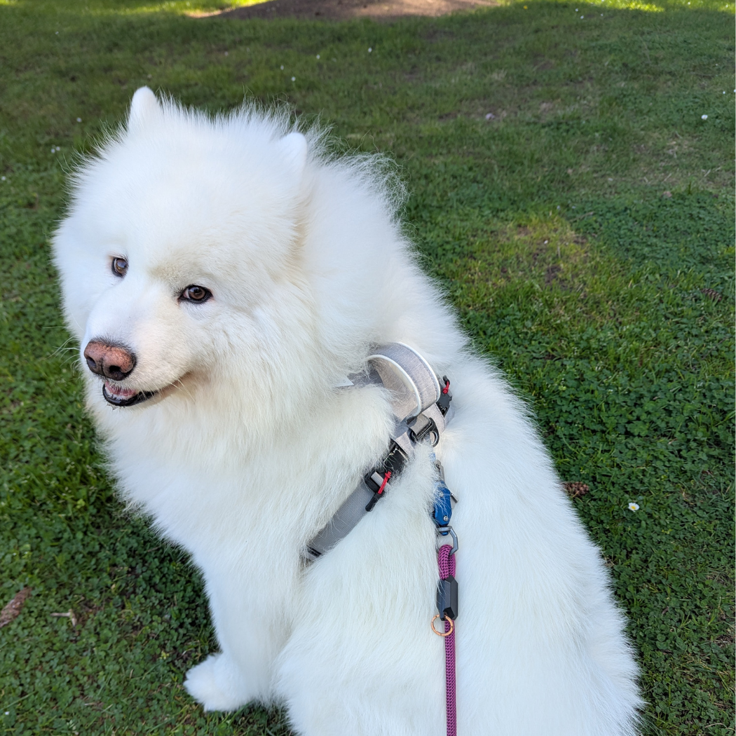 Magnetic Dog Harness with Handle - Easy On, No-Pull Design