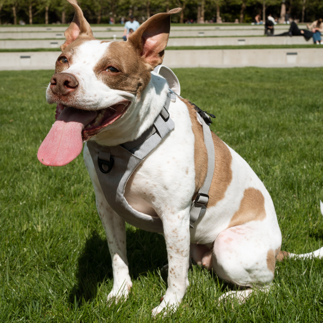 Magnetic Dog Harness with Handle - Easy On, No-Pull Design