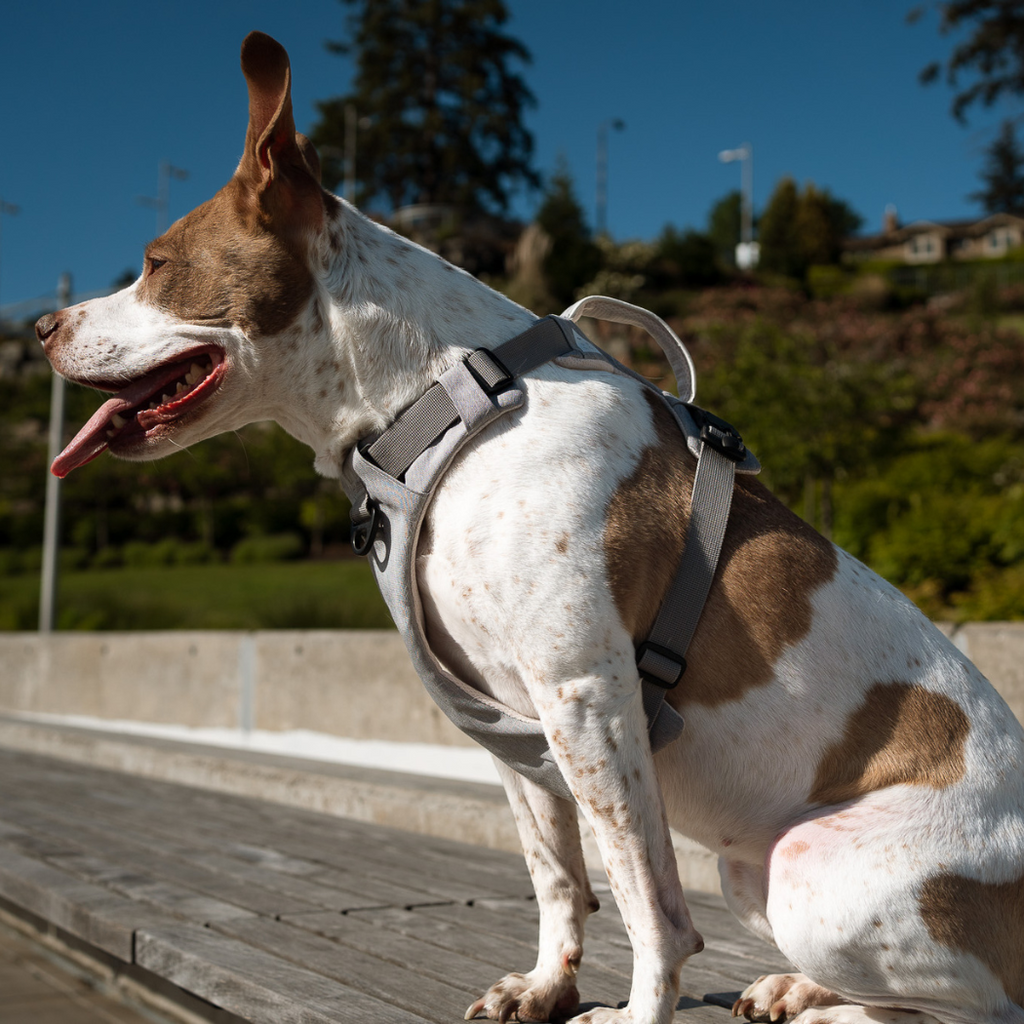 Magnetic Dog Harness with Handle - Easy On, No-Pull Design