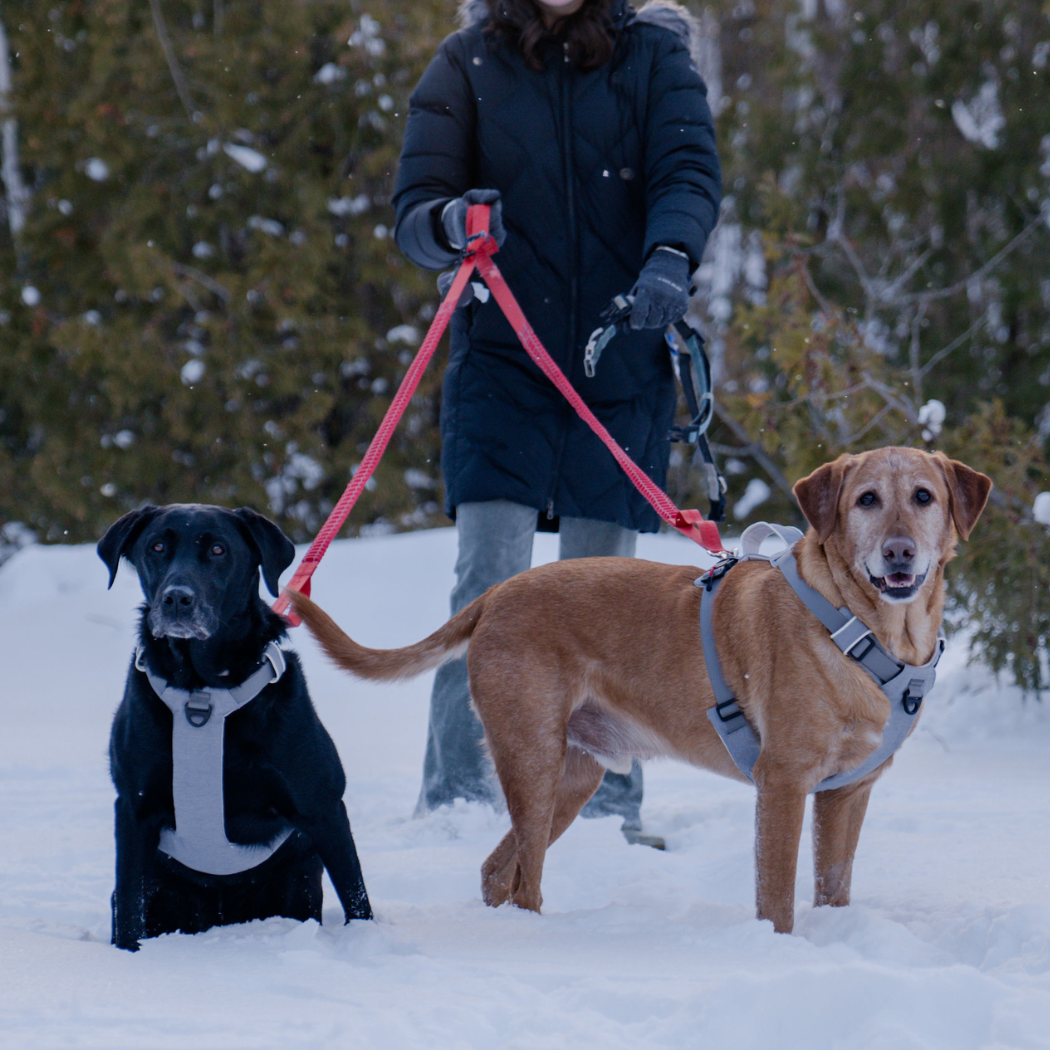 Magnetic Dog Harness with Handle - Easy On, No-Pull Design