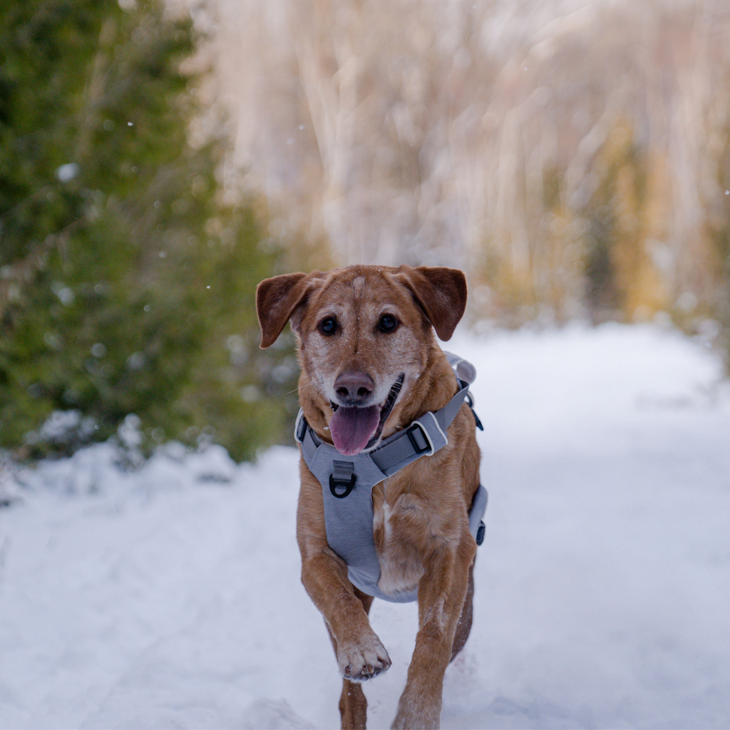 Magnetic Dog Harness with Handle - Easy On, No-Pull Design